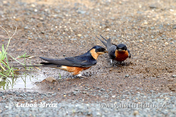 Golondrina de Frente Rojo Pechirrufa