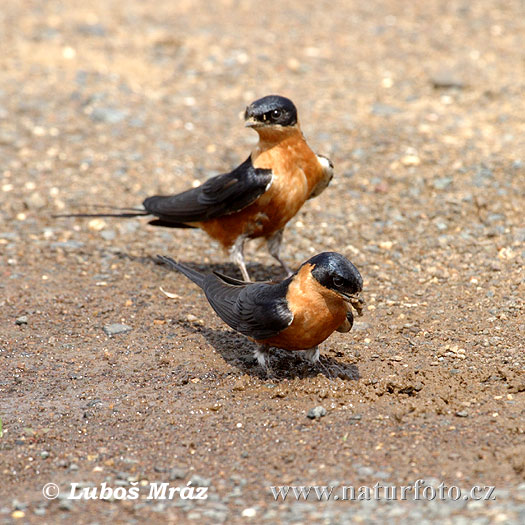 Golondrina de Frente Rojo Pechirrufa