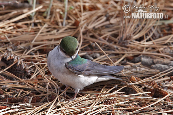 Golondrina verdemar