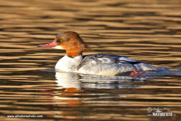 Goosander (Mergus merganser)