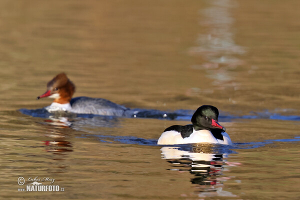 Goosander (Mergus merganser)