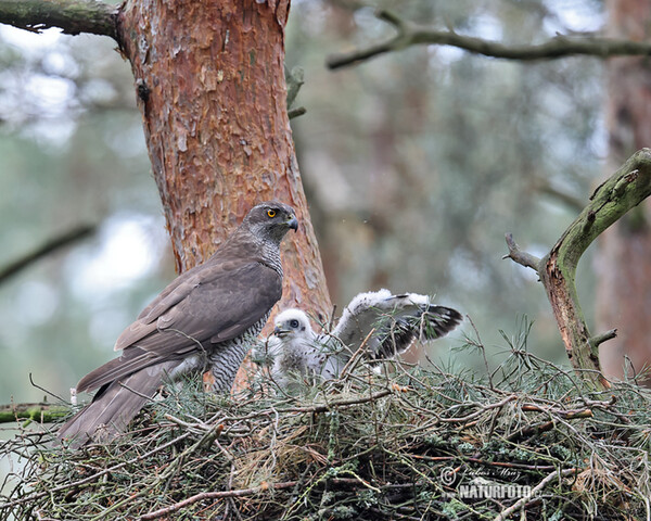 Goshawk (Accipiter gentilis)