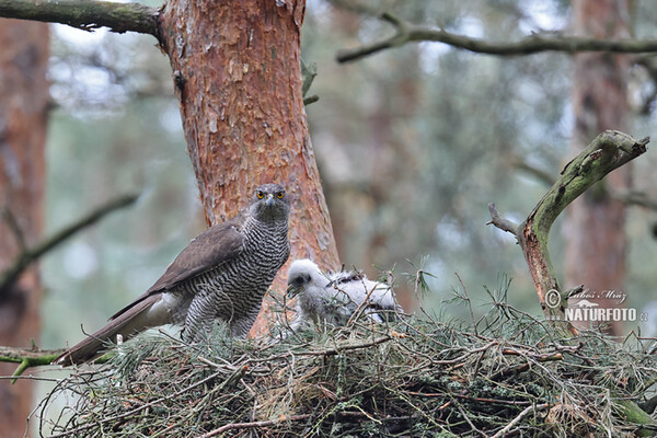 Goshawk (Accipiter gentilis)