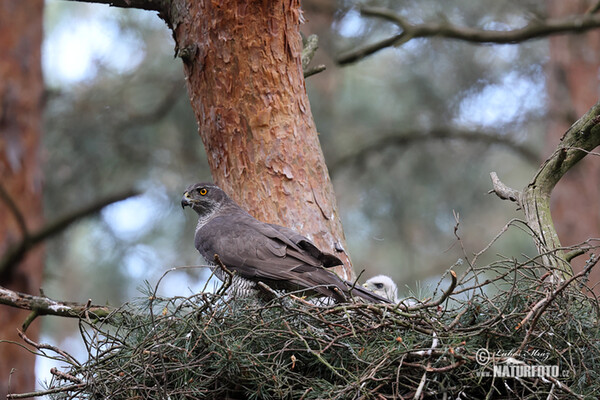 Goshawk (Accipiter gentilis)