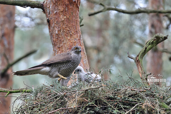 Goshawk (Accipiter gentilis)