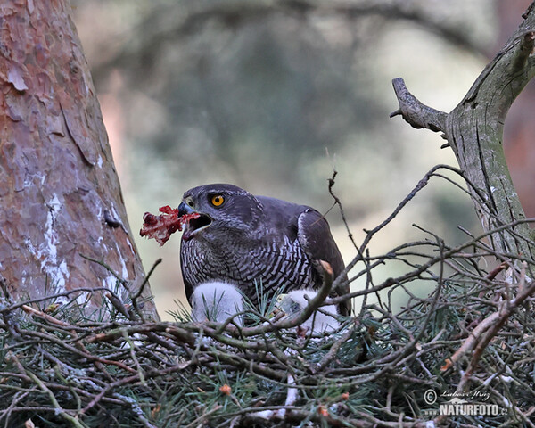 Goshawk (Accipiter gentilis)