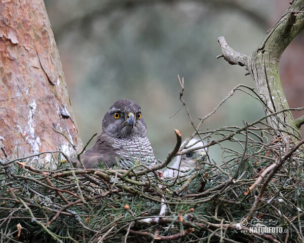 Goshawk (Accipiter gentilis)