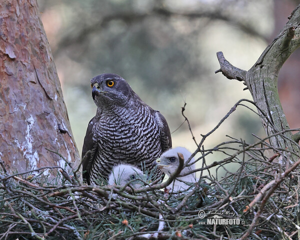 Goshawk (Accipiter gentilis)