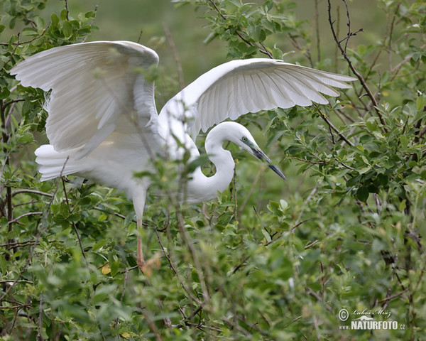 Grande Aigrette