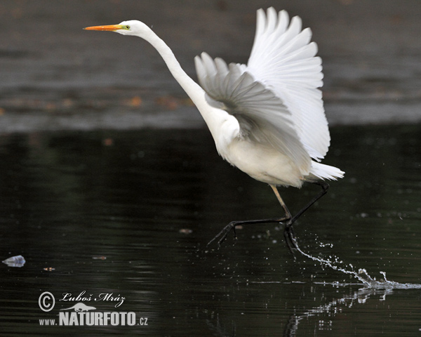 Grande Aigrette