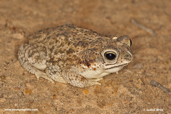 Granular toad (Rhinella granulosa)