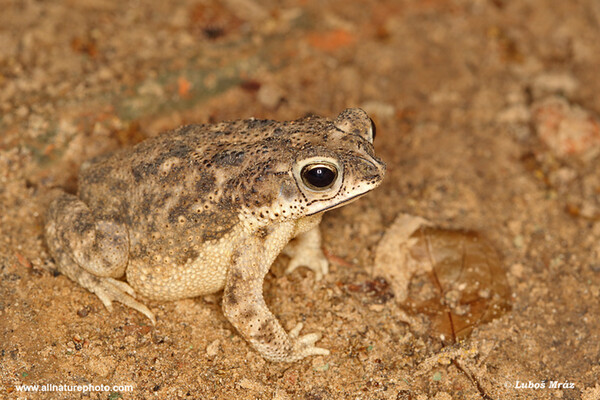 Granular toad (Rhinella granulosa)
