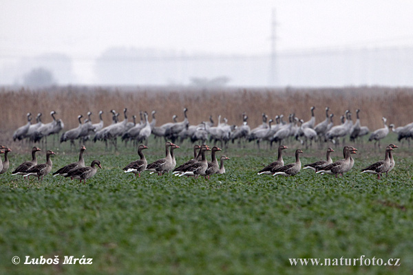 Grauwe gans
