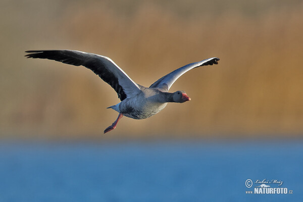 Grauwe gans