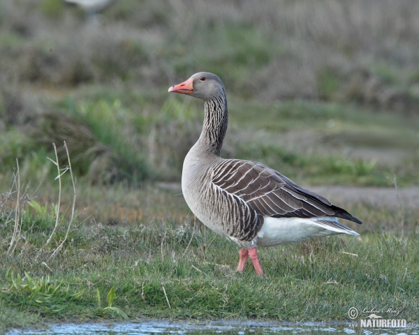 Grauwe gans