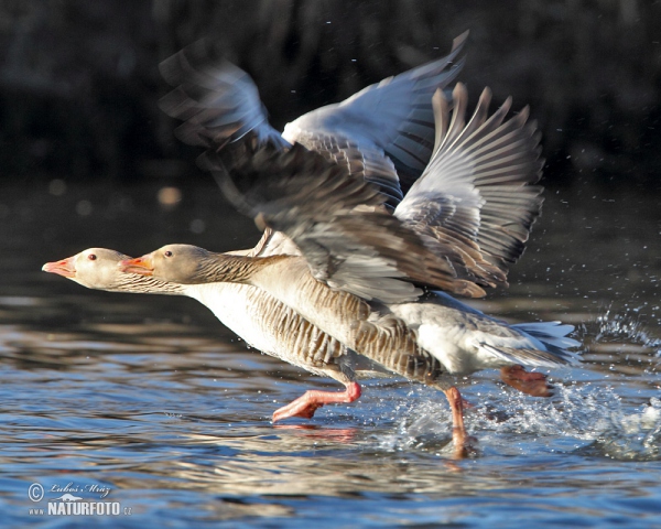 Grauwe gans