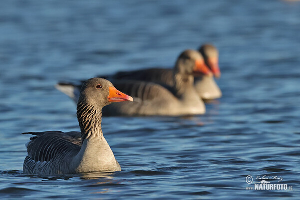 Grauwe gans