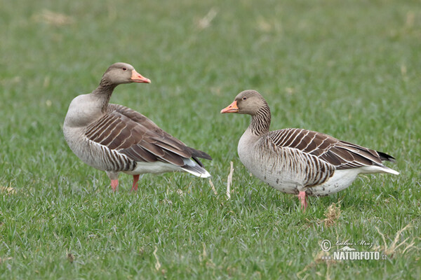 Grauwe gans