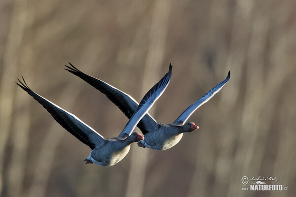 Grauwe gans