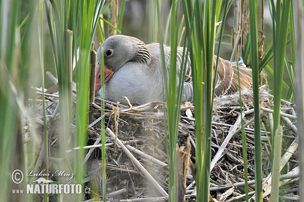 Grauwe gans