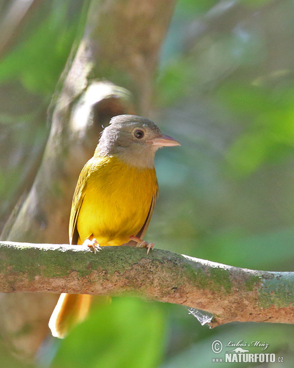 Gray-headed Tanager (Eucometis penicillata)