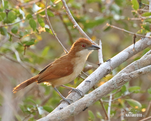 Great Antshrike (Taraba major)