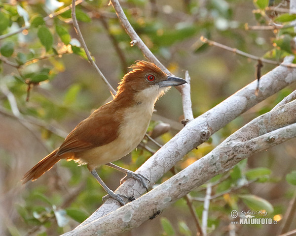 Great Antshrike (Taraba major)