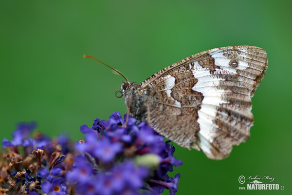 Great Bander Grayling (Brintesia circe)