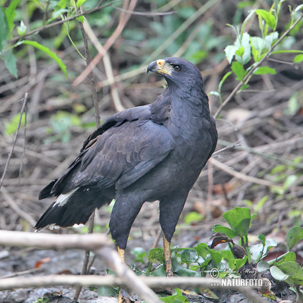 Great Black-Hawk (Buteogallus urubitinga)