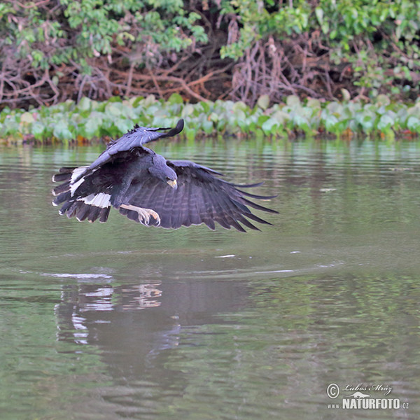 Great Black-Hawk (Buteogallus urubitinga)