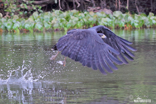 Great Black-Hawk (Buteogallus urubitinga)