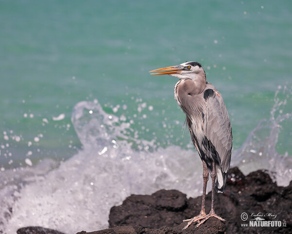 Great Blue Heron (Ardea herodias)