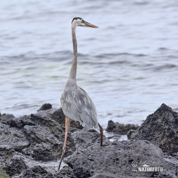 Great Blue Heron (Ardea herodias)