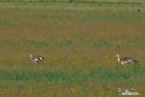 Great Bustard (Otis tarda)