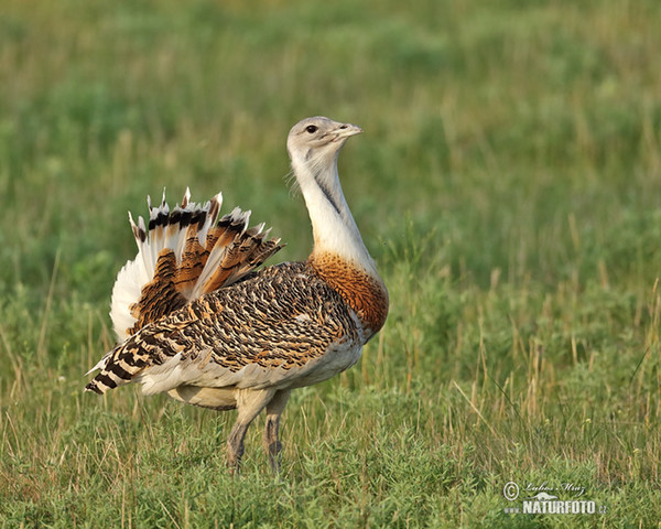 Great Bustard (Otis tarda)