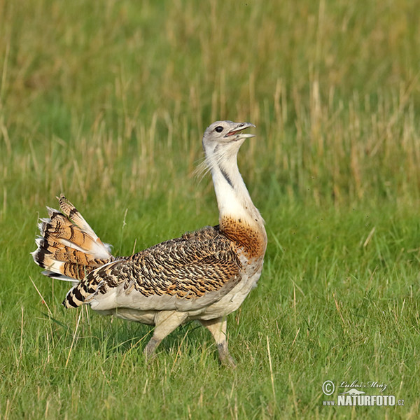 Great Bustard (Otis tarda)