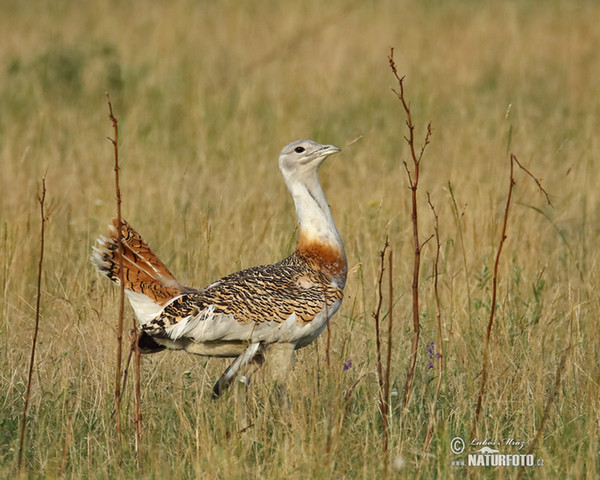 Great Bustard (Otis tarda)