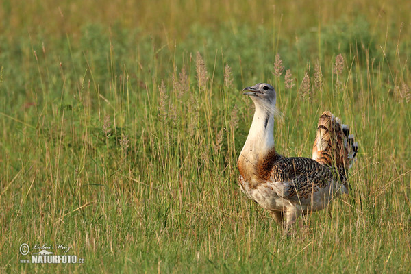 Great Bustard (Otis tarda)