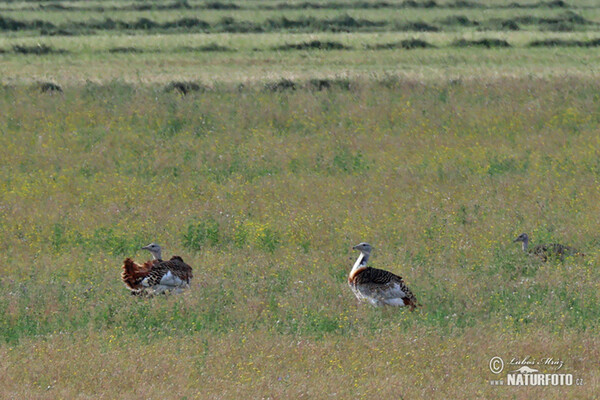 Great Bustard (Otis tarda)
