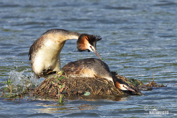 Great Crested Grebe (Podiceps cristatus)