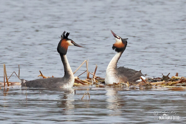 Great Crested Grebe (Podiceps cristatus)