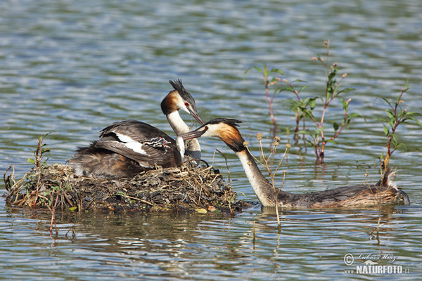 Great Crested Grebe (Podiceps cristatus)