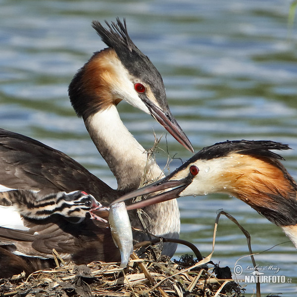 Great Crested Grebe (Podiceps cristatus)