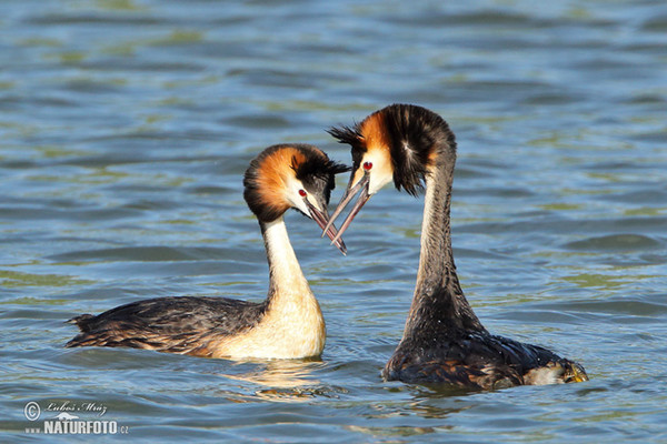 Great Crested Grebe (Podiceps cristatus)