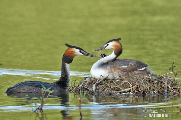 Great Crested Grebe (Podiceps cristatus)