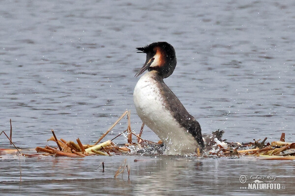 Great Crested Grebe (Podiceps cristatus)