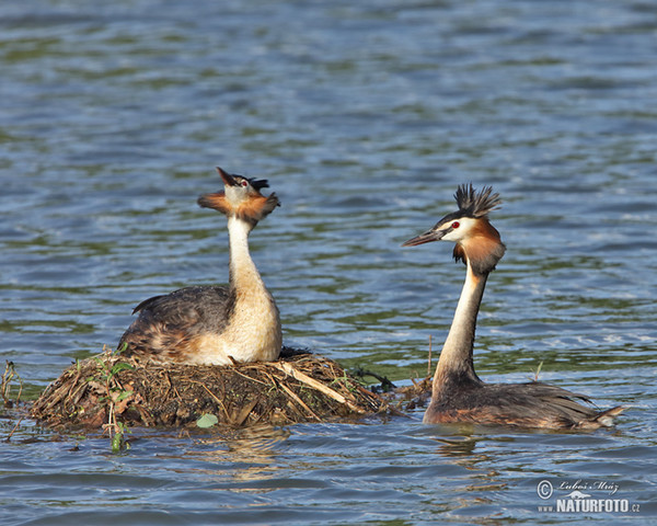 Great Crested Grebe (Podiceps cristatus)