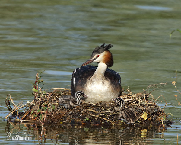 Great Crested Grebe (Podiceps cristatus)