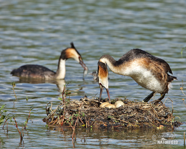 Great Crested Grebe (Podiceps cristatus)