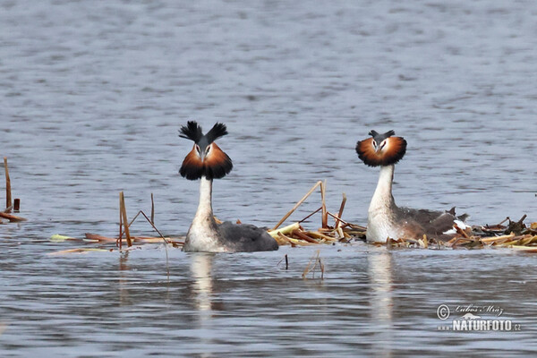 Great Crested Grebe (Podiceps cristatus)